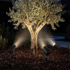 LED Garden Spike Spotlights, Set of 3 uplighting an olive tree at night